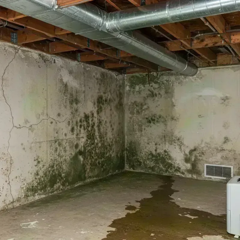 Professional Mold Removal in West Mifflin, PA